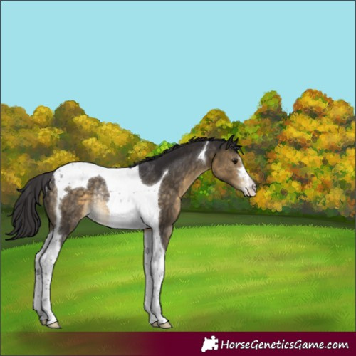Horse Color:Buckskin Tobiano Appaloosa Rabicano 