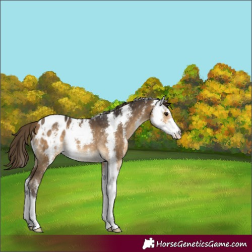 Horse Color:Buckskin Sabino Appaloosa Rabicano 