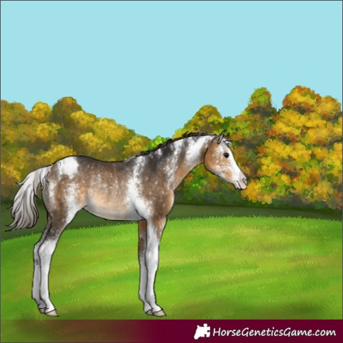 Horse Color:Buckskin Sabino Appaloosa Rabicano 