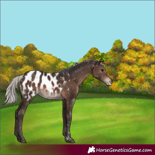 Horse Color:Silver Brown Appaloosa