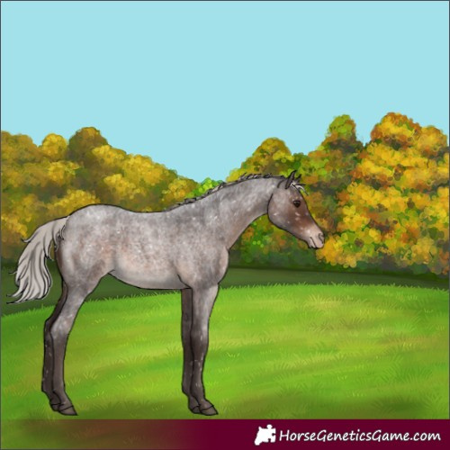 Horse Color:Silver Brown Roan Appaloosa 