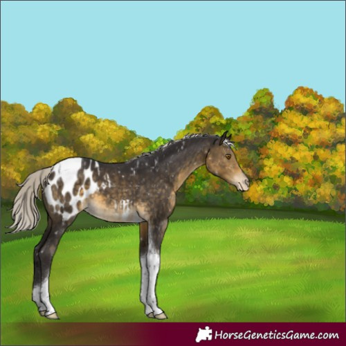 Horse Color:Silver Buckskin Tobiano Appaloosa 