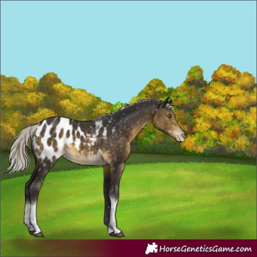 Horse Color:Silver Buckskin Tobiano Appaloosa 