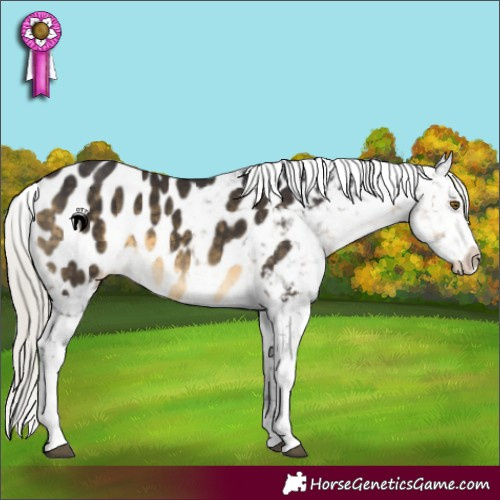 Horse Color:Silver Buckskin Tobiano Appaloosa 