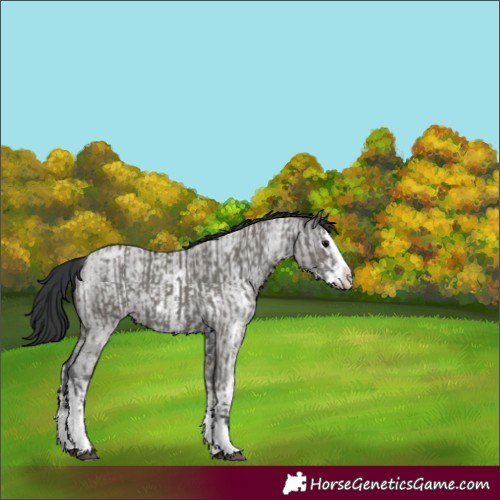 Horse Color:Grullo Sabino Splash  and Grullo Roan Sabino Splash 