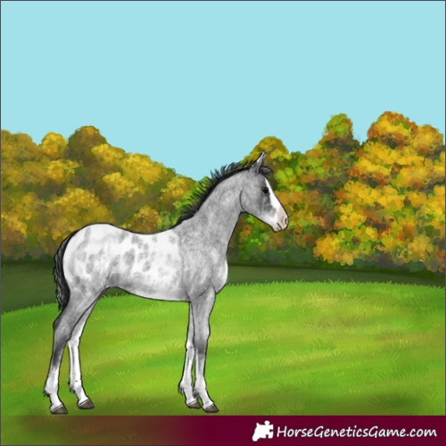 Horse Color:White Spotted Blue Roan Splash Blanket Rabicano 