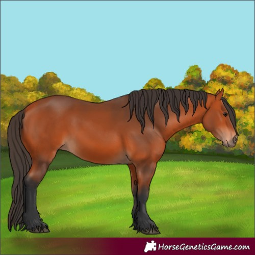 Horse Color:Bay 