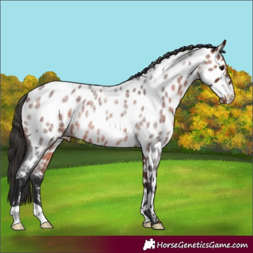 Horse Color:Bay Roan Near Leopard Rabicano
