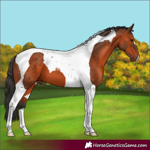 Horse Color:Bay Tobiano