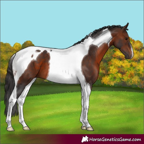 Horse Color:Brown Tobiano