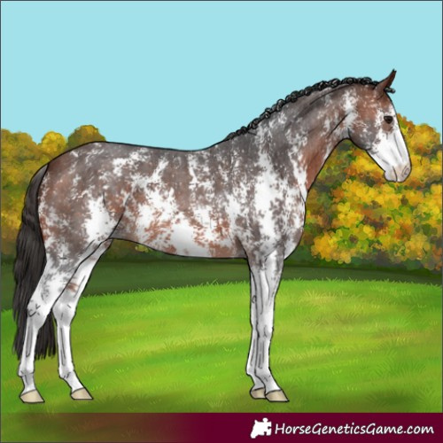Horse Color:Bay Sabino