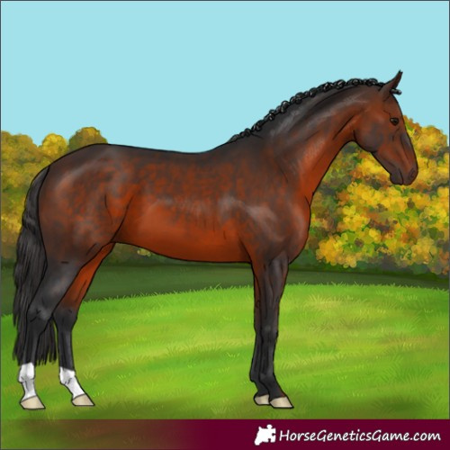 Horse Color:Brown 