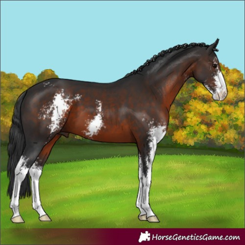 Horse Color:Brown Sabino