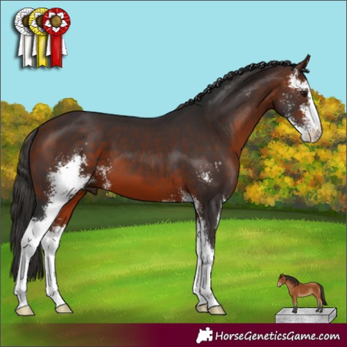 Horse Color:Bay Sabino