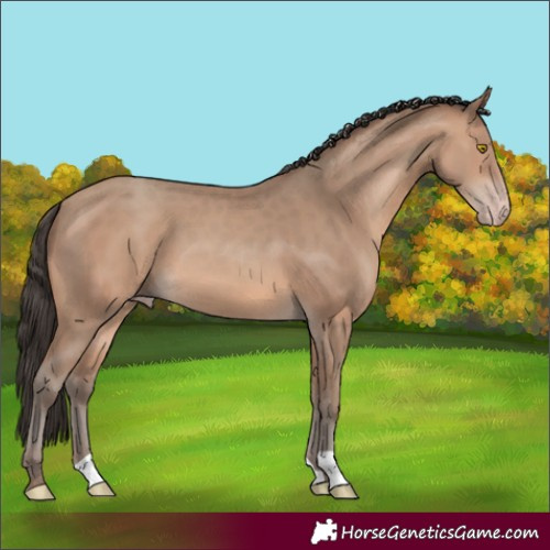 Horse Color:Sable Champagne 