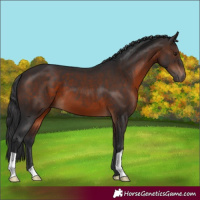 Horse Color:Brown 