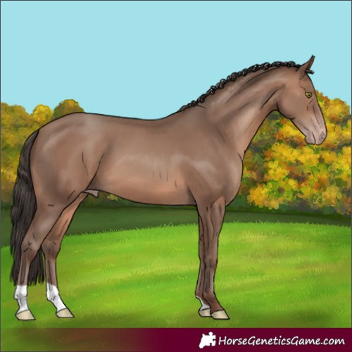 Horse Color:Sable Champagne