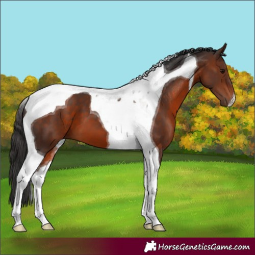 Horse Color:Bay Tobiano