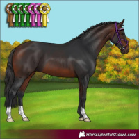 Horse Color:Bay 