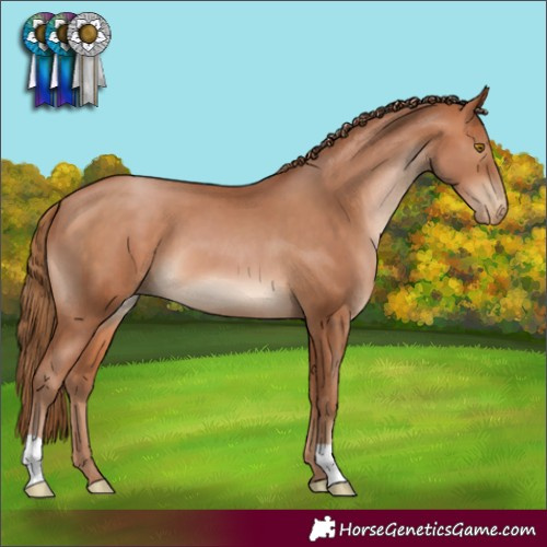 Horse Color:Bay Pearl 