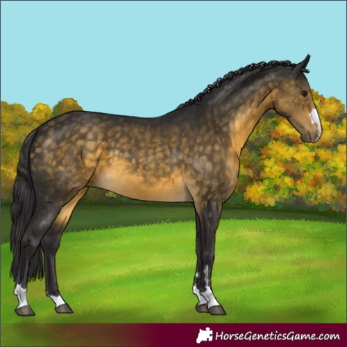 Horse Color:Buckskin