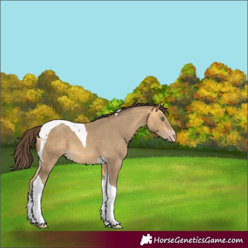Horse Color:Amber Cream Champagne Tobiano 