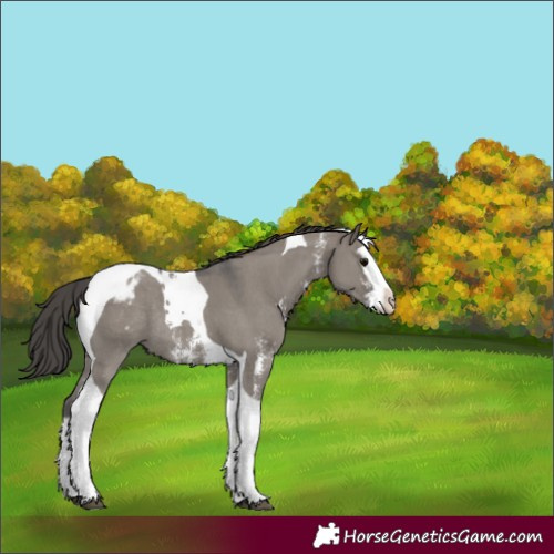Horse Color:Grullo Sabino Splash Tobiano Varnish Rabicano 