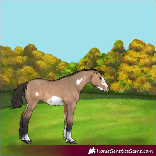 Horse Color:Bay Dun Sabino Frame Rabicano 