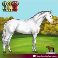 Horse Color:Silver Bay Sabino 
