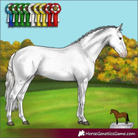 Horse Color:Silver Bay Sabino