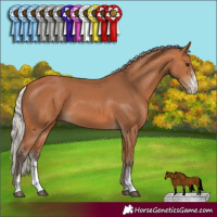 Horse Color:Silver Bay Sabino 