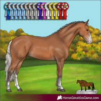 Horse Color:Silver Bay Sabino 
