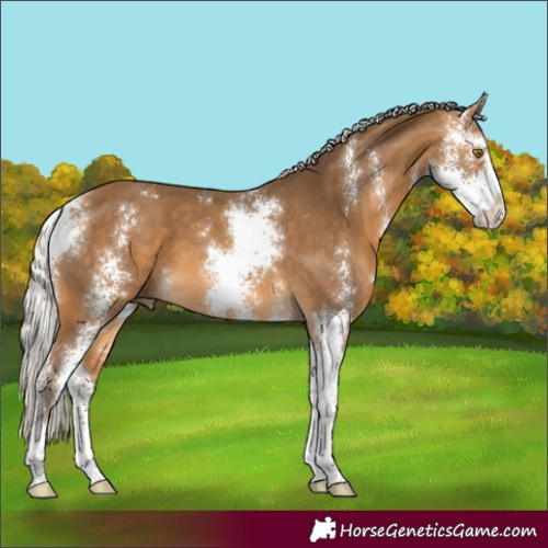 Horse Color:Silver Buckskin Sabino 