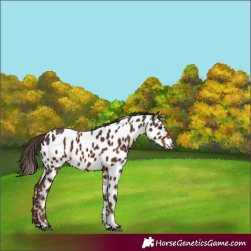 Horse Color:Liver Chestnut Tobiano Appaloosa 