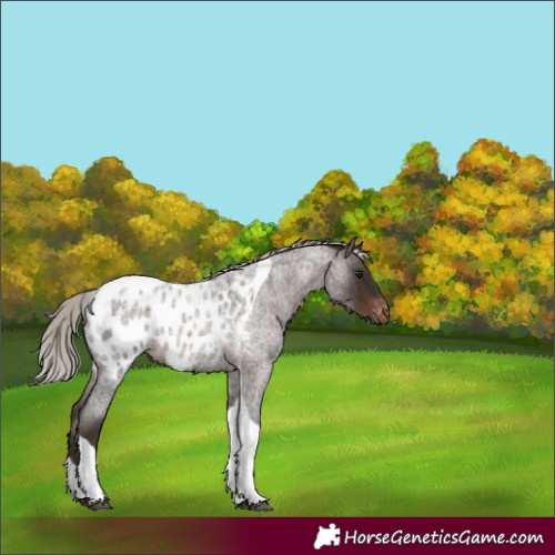 Horse Color:Silver Brown Roan Tobiano Appaloosa 