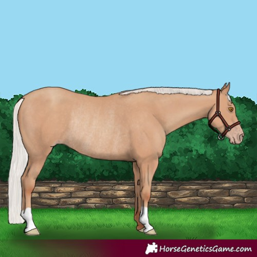 Horse Color:Silver Classic Champagne Rabicano 