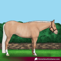 Horse Color:Silver Classic Champagne Rabicano