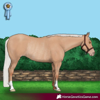 Horse Color:Silver Classic Champagne Rabicano 