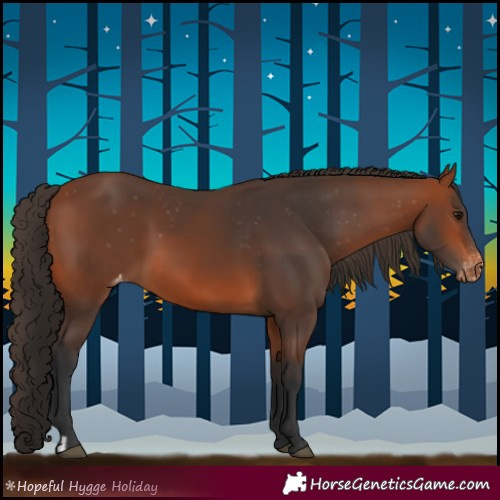 Horse Color:Bay Appaloosa  and Bay Appaloosa 