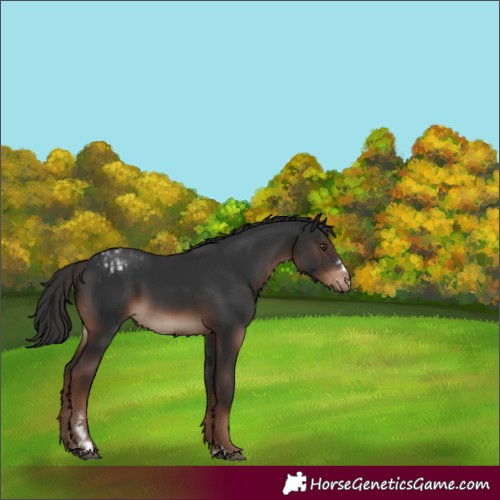 Horse Color:Liver Chestnut Varnish 