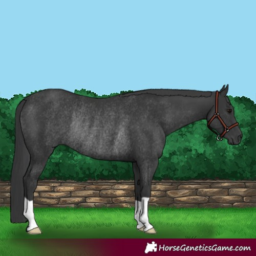 Horse Color:Black Rabicano 