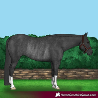 Horse Color:Black Rabicano 