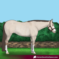 Horse Color:Classic Champagne Dun Rabicano 