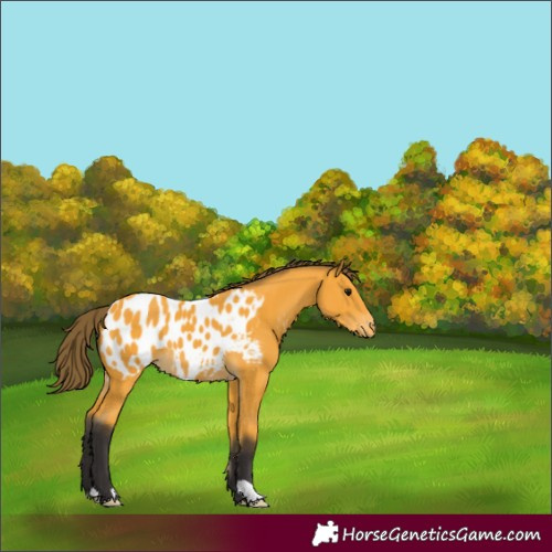 Horse Color:Buckskin Blanket 