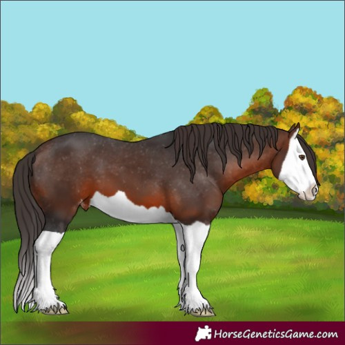 Horse Color:Brown Splash Varnish 