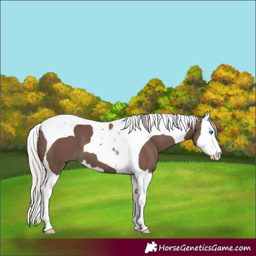 Horse Color:Silver Black Splash Tobiano 