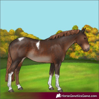 Horse Color:Liver Chestnut Sabino Tobiano Rabicano 