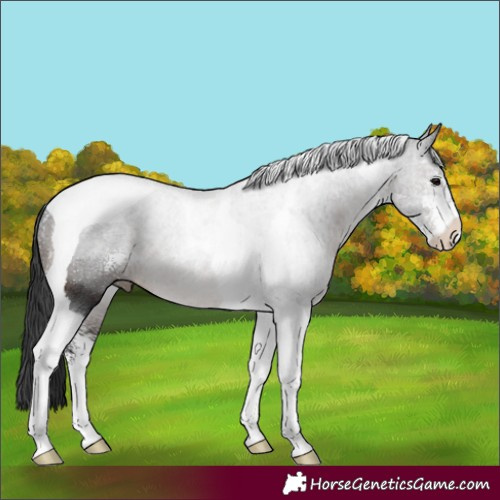 Horse Color:Brown Sabino Tobiano 