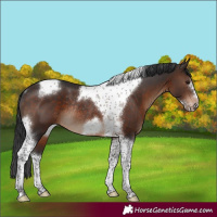 Horse Color:Brown Tobiano Frame Rabicano 
