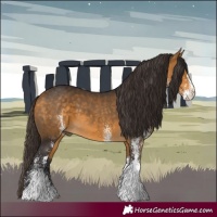 Horse Color:White Spotted Buckskin 